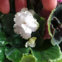 بنفشه آفریقایی|گل و گیاه طبیعی|سیاهکل, |دیوار