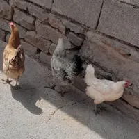 ۳ عدد مرغ هر س تا تخم گذار|حیوانات مزرعه|اندیکا, |دیوار