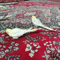 عروس هلندی گمشده