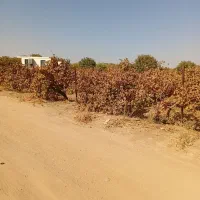 یک-باب-باغ-انگور-وزمین