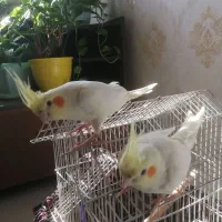 عروس هلندی|پرنده|کرج, شهرک امام رضا (ع)|دیوار