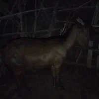 فروش گوسفند پاکستانی|حیوانات مزرعه|رودان, |دیوار