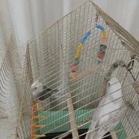 عروس هلندی جفت نر و ماده