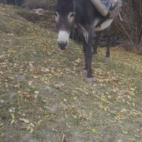 فروشی|حیوانات مزرعه|اسکو, |دیوار