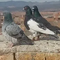 کبوتر پررشی|پرنده|سبزوار, جوادیه شرقی|دیوار