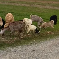 بز و بزغاله جوان و داشتی