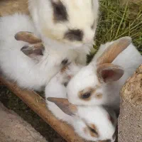 بچه خرگوش