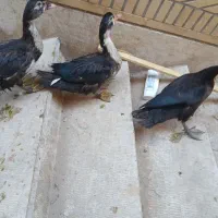 اردک روسی