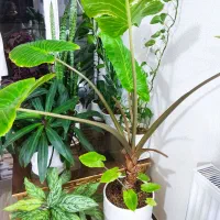 گل بابا آدم با گلدان بزرگ