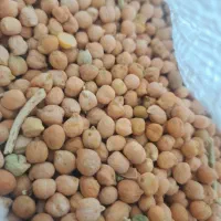 نخود دیم ریز سیاه و سفید مخصوص بذر