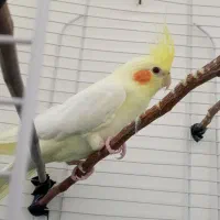 عروس هلندی|پرنده|مبارکه, |دیوار