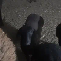 بره