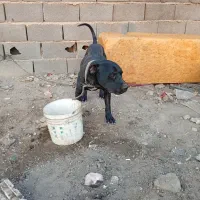 سگ پیتبول نر|سگ|اصفهان, قهجاورستان|دیوار