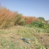 جارو محلی