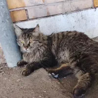 گربه دی اچ ال