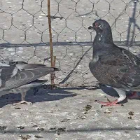 دو عدد جوجه نر شکار