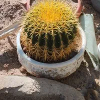 انواع کاکتوس