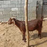 فروش ۵۰بز داشتی|حیوانات مزرعه|دوگنبدان, |دیوار
