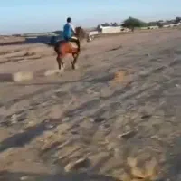 فروش مادیان درهشوری