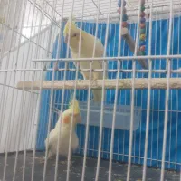 عروس هلندی نروماده