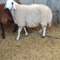 گوسفندمیش سنجابی وهمو دوراس ابستن دوقولوزا