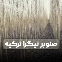 صنوبر نیگرا، انتخاب حرفه‌ای‌ها برای سوددهی تضمینی