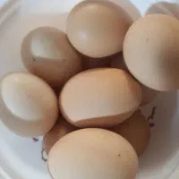 تخم مرغ محلی تازه