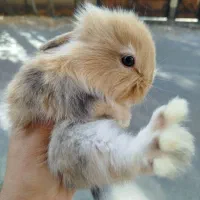 خرگوش لوپ|موش و خرگوش|هشتگرد, اردهه|دیوار