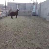 بره قوچ همو|حیوانات مزرعه|سبزوار, رباط|دیوار