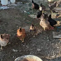 مرغ رسمی تخم گذار|حیوانات مزرعه|رودهن, |دیوار