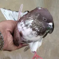 کبوتر زمین و آسمون شمرونی