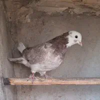 کبوتر|پرنده|تهران, کرمان|دیوار