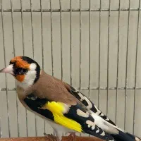 سهره چهارگل