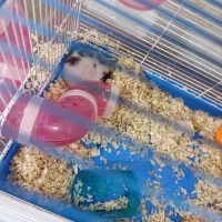 همستر با قفس اهلی و باهوش