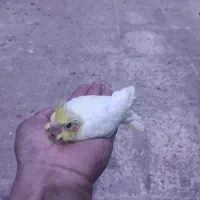 عروس هلندی سرلاکی