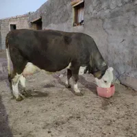 گاو سیمنتال