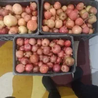 فروش انار شیرین دو مزه