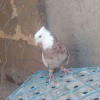 طوقی هفت رنگ|پرنده|سبزوار, دانشگاه آزاد|دیوار