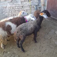 شیشک میش و بره