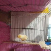 قناری ماده|پرنده|چهارباغ, |دیوار