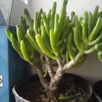 گل ملک|فروش آپارتمان|بروجرد, |دیوار