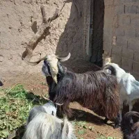 بزغاله ۱ساله چاق.کیلو ۲۶۵هزار.بره ۱ساله کیلو۳۰۰چاق