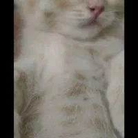 فقط برادرش مونده  کرم رنگ|گربه|کرج, محمود آباد|دیوار