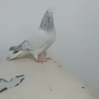 شامی دم سفید|پرنده|مشهد, هفده شهریور|دیوار