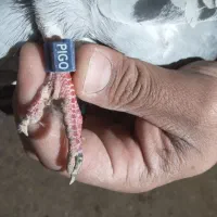 پلاکی گرفتی مسابقات