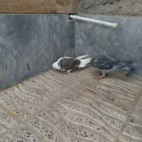 پشتدار  پرشی|پرنده|اردبیل, |دیوار