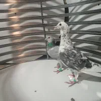 سار چینی|حیوانات|مشهد, دوست آباد|دیوار