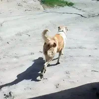 سگ..|سگ|قوچان, |دیوار