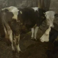 گوساله نر