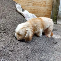 تریر ماده با سابقه زایمان موفق|سگ|لاهیجان, پردسر|دیوار